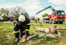 7 Essential Checklist Items Before Hiring an All-Season Arborist Specialist