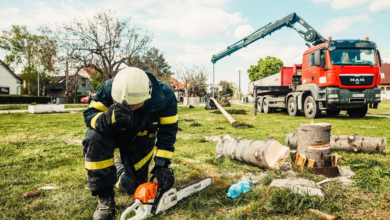7 Essential Checklist Items Before Hiring an All-Season Arborist Specialist